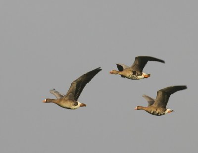 Kolganzen - Greater White-fronted Geese