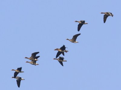 Kolganzen - Greater White-fronted Geese