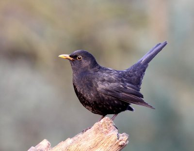 Merel - Common Blackbird