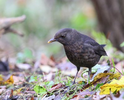 Merel - Common Blackbird