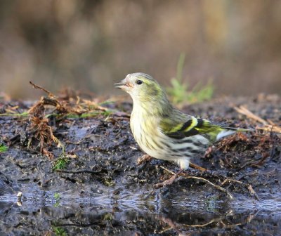 Sijs - Eurasian Siskin