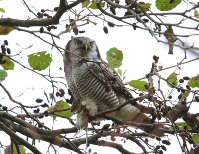 Sperweruil - Northern Hawk Owl