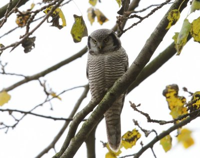 Sperweruil - Northern Hawk Owl