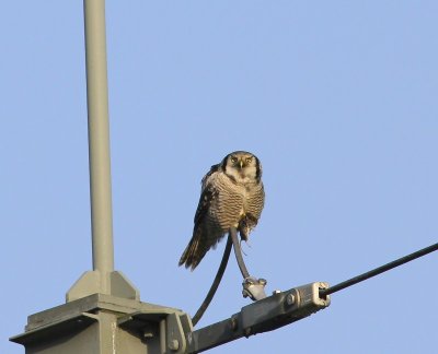 Sperweruil - Northern Hawk Owl