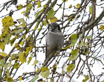 Sperweruil - Northern Hawk Owl
