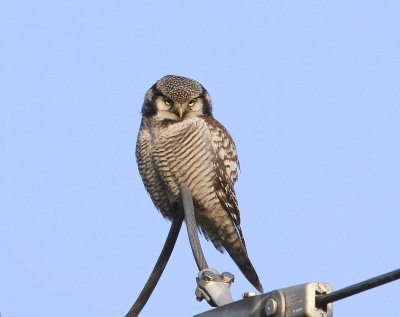Sperweruil - Northern Hawk Owl