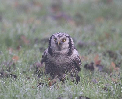 Sperweruil - Northern Hawk Owl