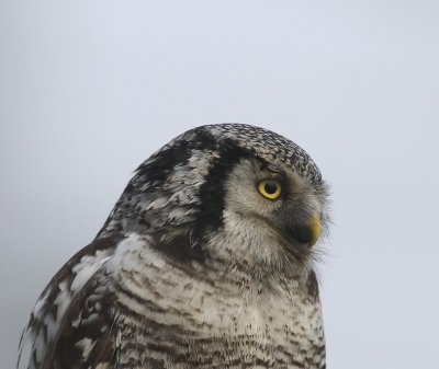 Sperweruil - Northern Hawk Owl