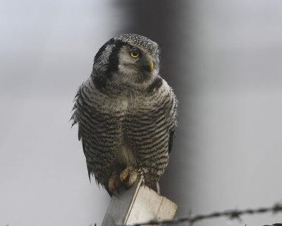 Sperweruil - Northern Hawk Owl