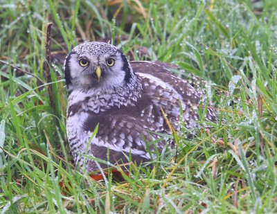 Sperweruil - Northern Hawk Owl