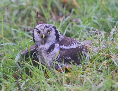 Sperweruil - Northern Hawk Owl