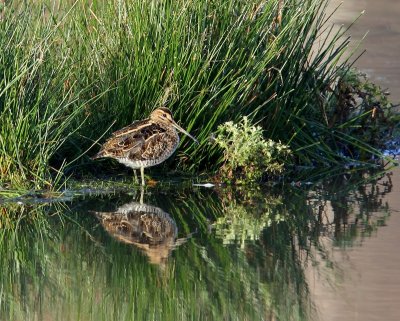 Watersnip - Common Snipe