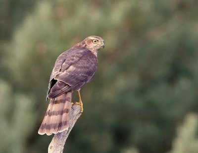 Sperwer - Eurasian Sparrowhawk