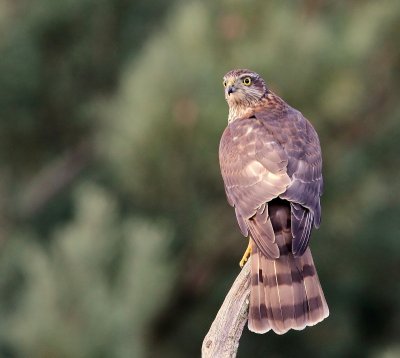 Sperwer - Eurasian Sparrowhawk