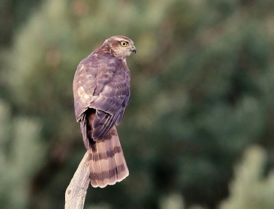 Sperwer - Eurasian Sparrowhawk