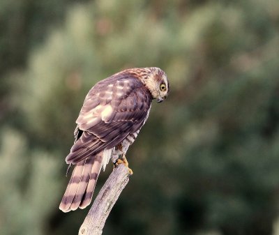 Sperwer - Eurasian Sparrowhawk
