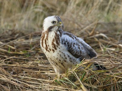 Buizerd - Common Buzzard