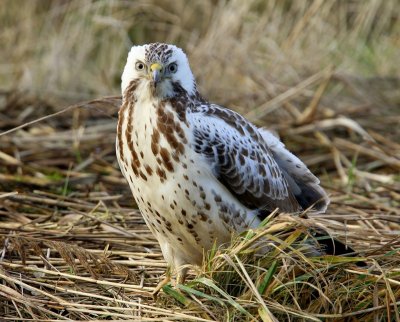 Buizerd - Common Buzzard