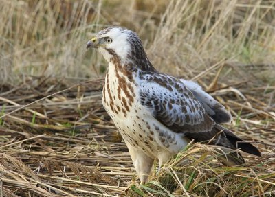 Buizerd - Common Buzzard