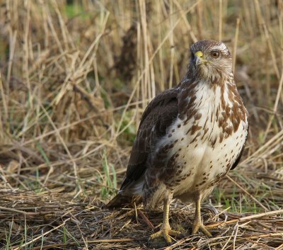 Buizerd - Common Buzzard