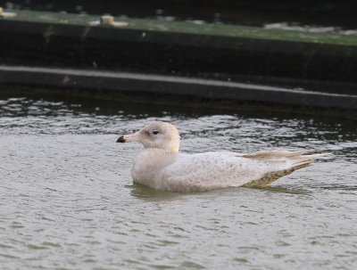 Grote Burgemester - Glaucous Gull