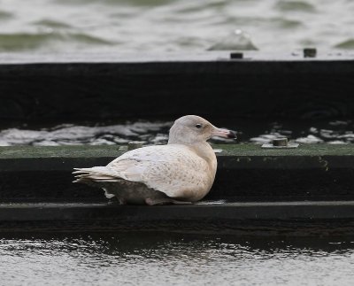 Grote Burgemester - Glaucous Gull