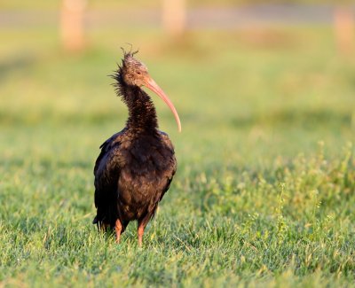 Heremietibis - Northern Bald Ibis