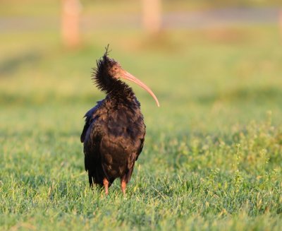 Heremietibis - Northern Bald Ibis