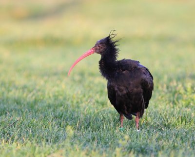 Heremietibis - Northern Bald Ibis