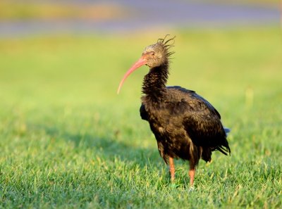 Heremietibis - Northern Bald Ibis