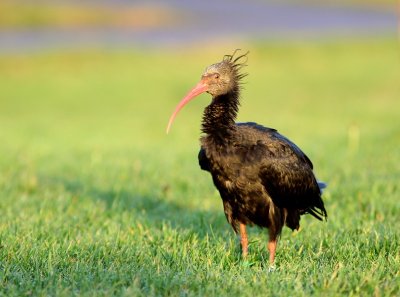 Heremietibis - Northern Bald Ibis