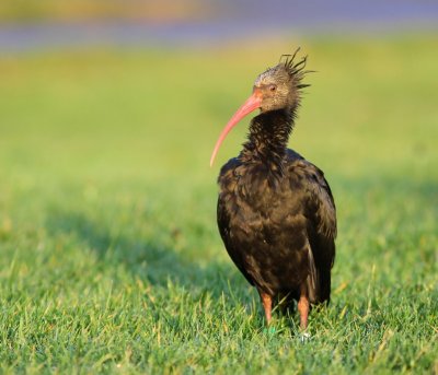 Heremietibis - Northern Bald Ibis