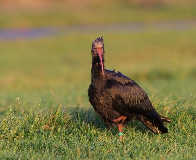 Heremietibis - Northern Bald Ibis