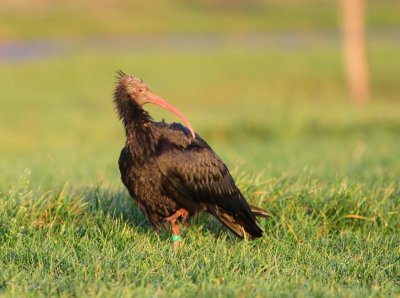 Heremietibis - Northern Bald Ibis