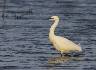 Kleine Zilverreiger - Little Egret