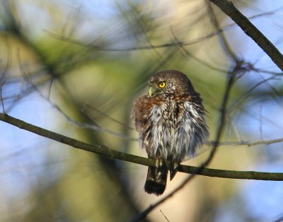 Dwerguil - Eurasian Pygmy Owl