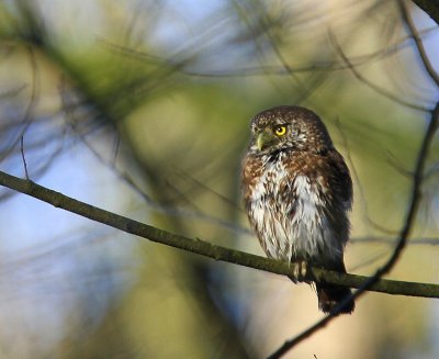 Dwerguil - Eurasian Pygmy Owl