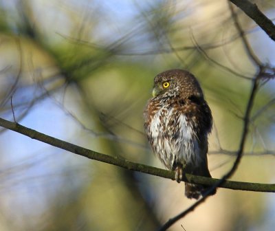 Dwerguil - Eurasian Pygmy Owl