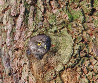 Dwerguil - Eurasian Pygmy Owl