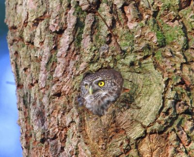 Dwerguil - Eurasian Pygmy Owl
