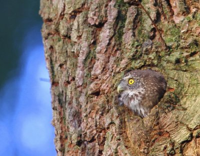 Dwerguil - Eurasian Pygmy Owl