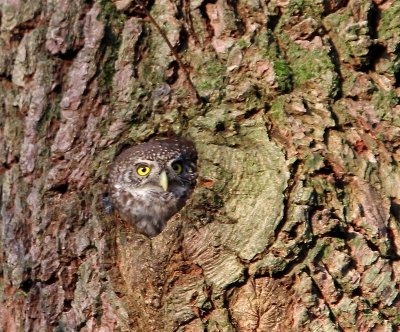 Dwerguil - Eurasian Pygmy Owl