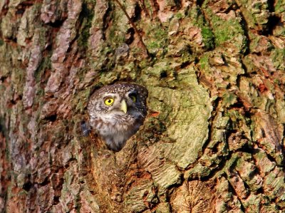 Dwerguil - Eurasian Pygmy Owl