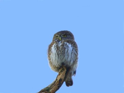 Dwerguil - Eurasian Pygmy Owl