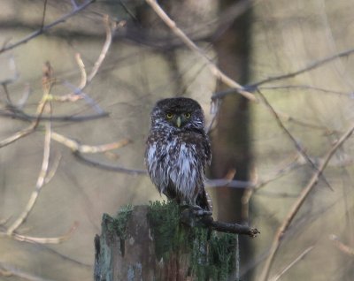 Dwerguil - Eurasian Pygmy Owl