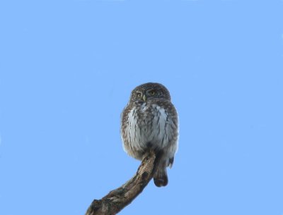 Dwerguil - Eurasian Pygmy Owl