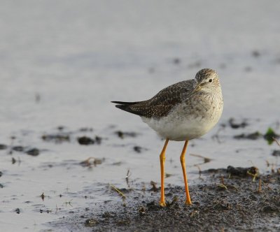 Kleine Geelpootruiter - Lesser Yellowlegs