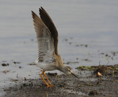 Kleine Geelpootruiter - Lesser Yellowlegs