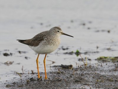 Kleine Geelpootruiter - Lesser Yellowlegs