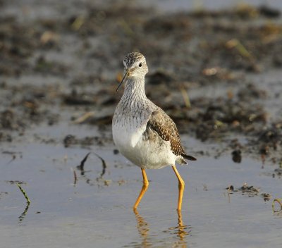 Kleine Geelpootruiter - Lesser Yellowlegs